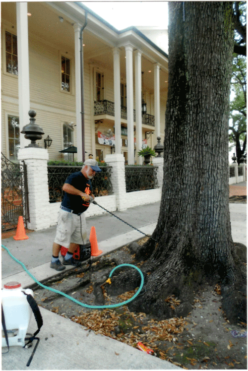 Figure 1: Adrian drilling a Live oak at the old Bultman Funeral Home site (now a Fresh Market Store) on the comer of St. Charles and Louisiana Avenue.