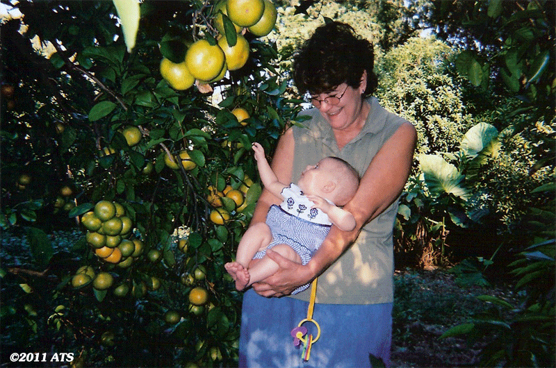 Adrienne and baby Joseph in our citrus orchard. Notice that the fruit is free of soot and festooned on the tree branches. Adrienne and baby Joseph in our citrus orchard. Notice that the fruit is free of soot and festooned on the tree branches.