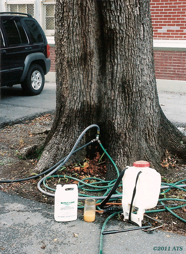 Live oak at Sophie Wright School, New Orleans, rigged with connecting water hoses. Live oak at Sophie Wright School, New Orleans, rigged with connecting water hoses.