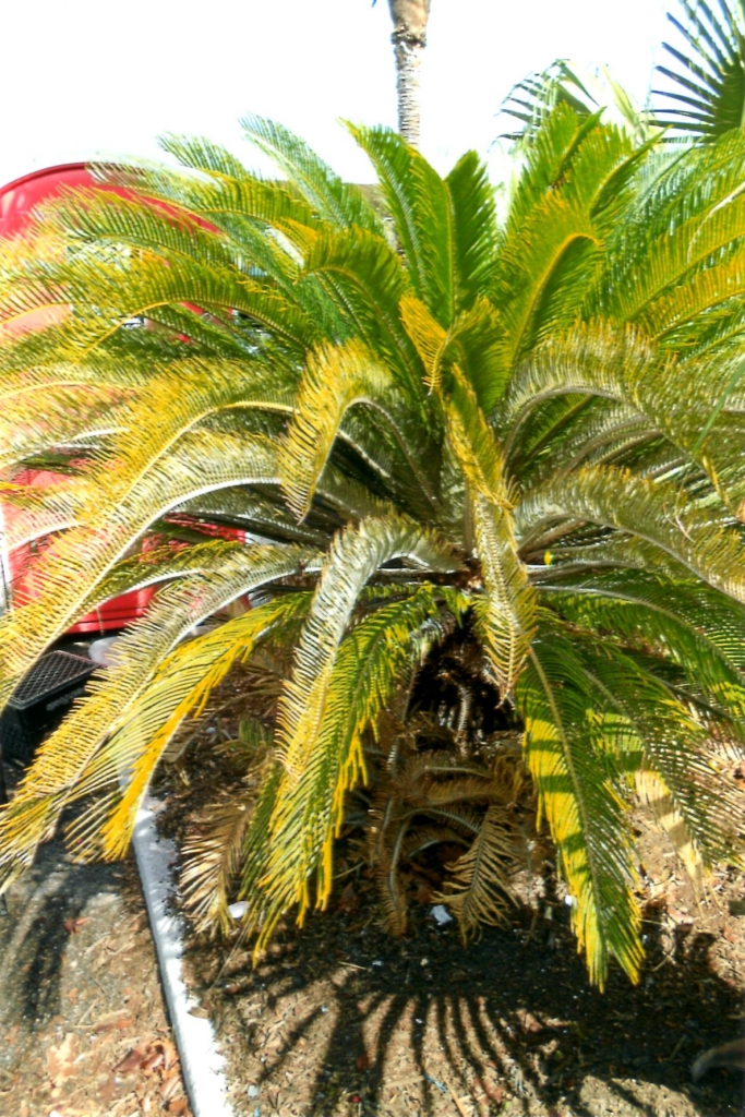 Sago Palm Florida Pink Cycad Scale