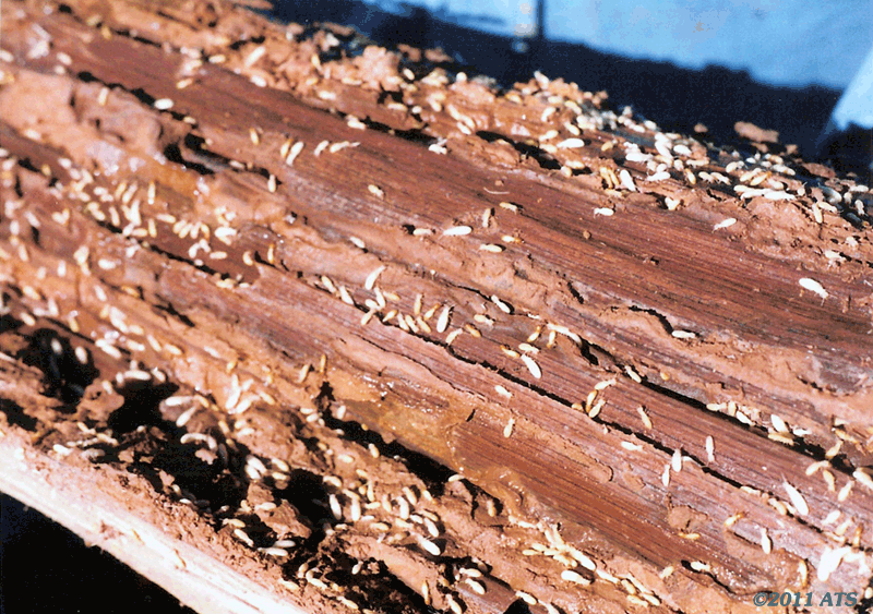 Formosan termintes in the center of an infested tree. Workers, soldiers and immature alates are visible. Formosan termintes in the center of an infested tree. Workers, soldiers and immature alates are visible.