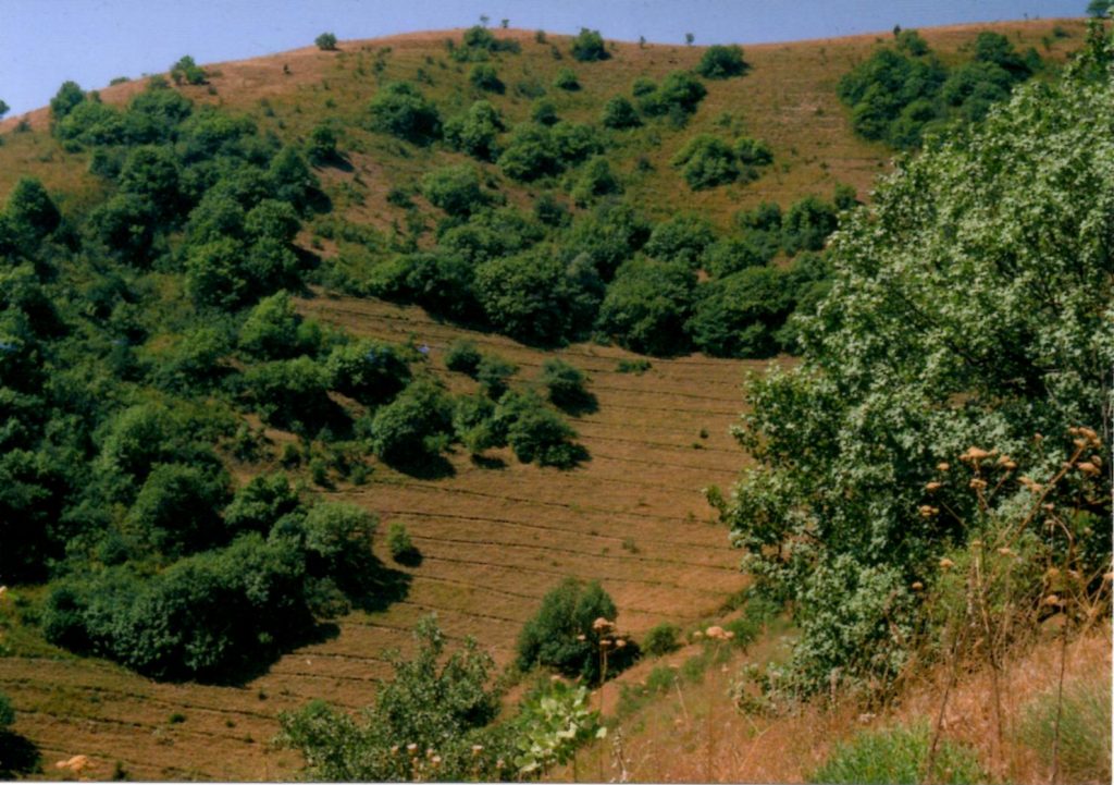 TERRACING FOR REFORESTATION, VARZOB